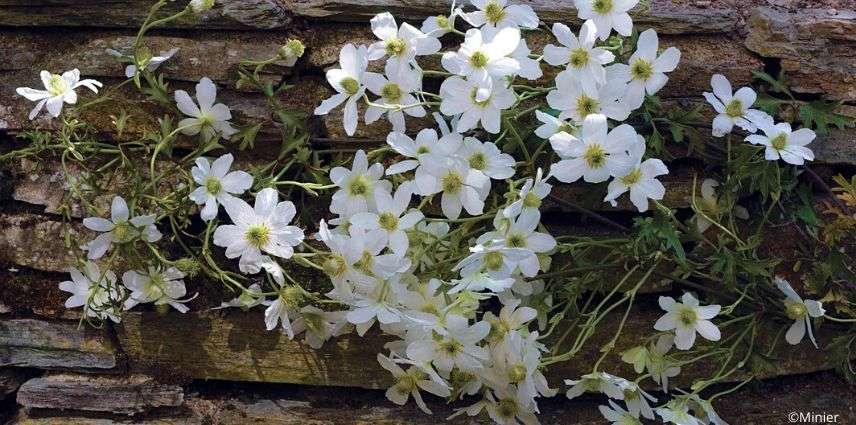 clematis early sensation