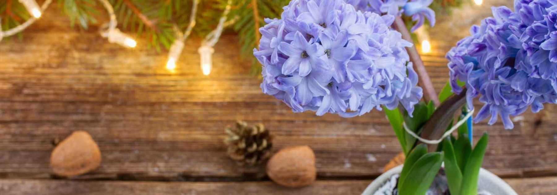 Jacinthe de Noël : comment la forcer et la faire fleurir ?