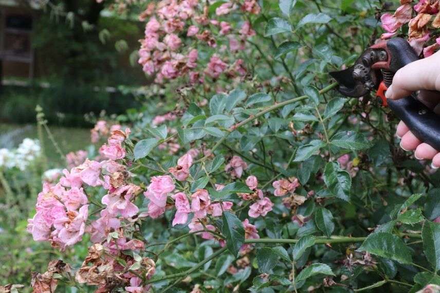 taille les fleurs fanées d'un rosier