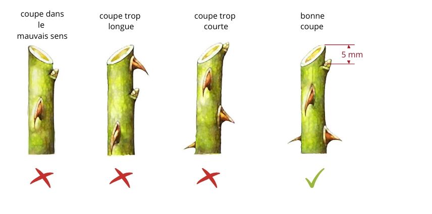 Dessin montrant une coupe correcte et les erreurs à éviter