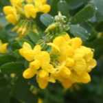 Coronille, Coronilla : plantation, culture, entretien