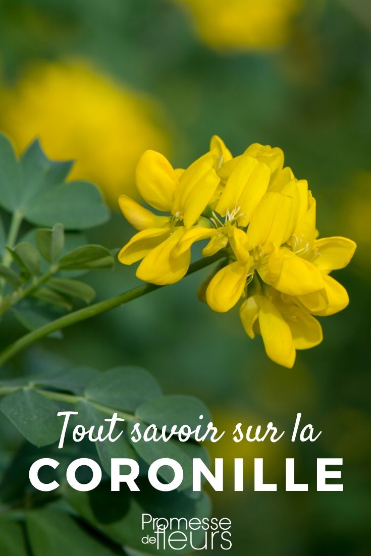 coronilla tout savoir