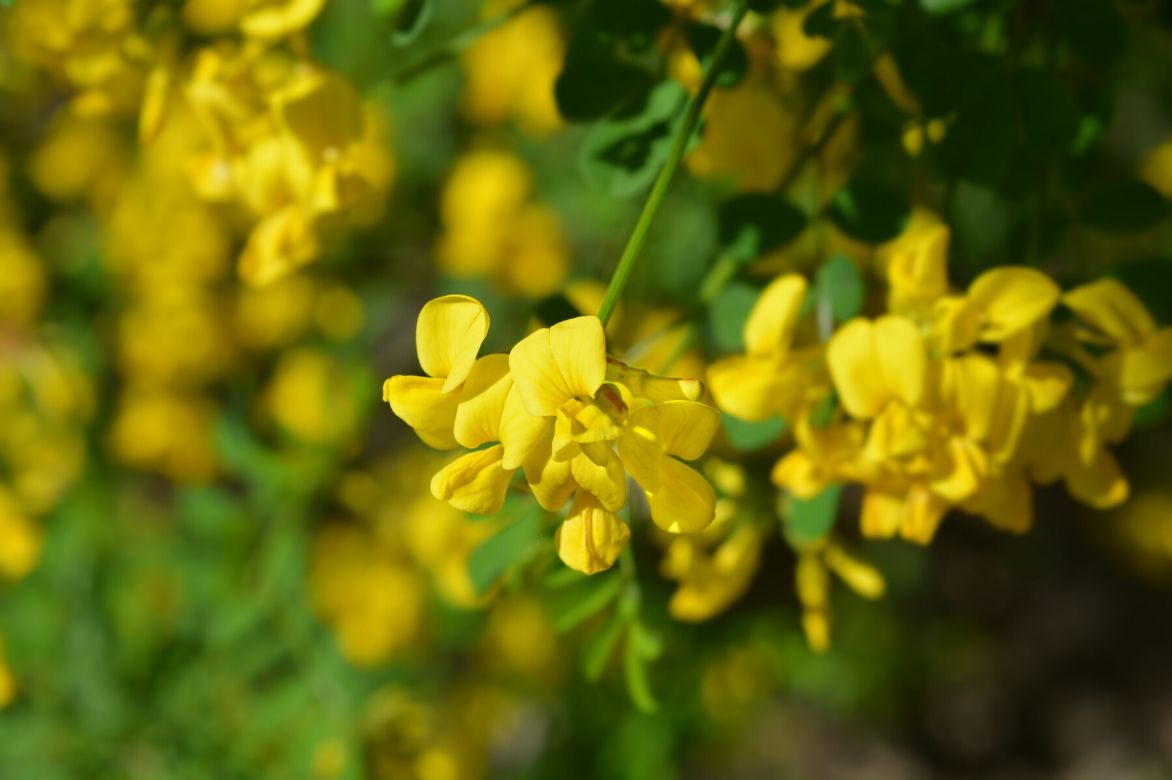 coronilla