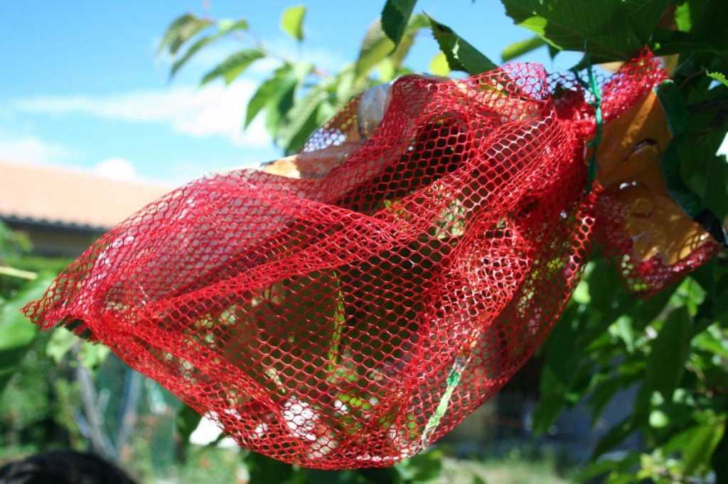 Cerisier : plantation, taille, entretien