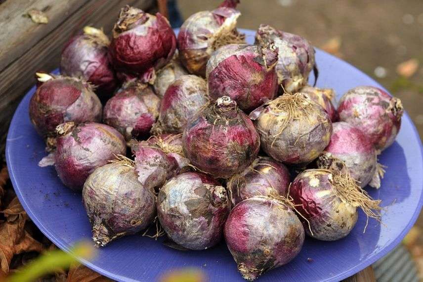 fleurir des jacinthes pour noel