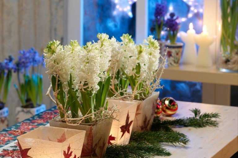 Jacinthe de Noël : comment la forcer et la faire fleurir ? Explications