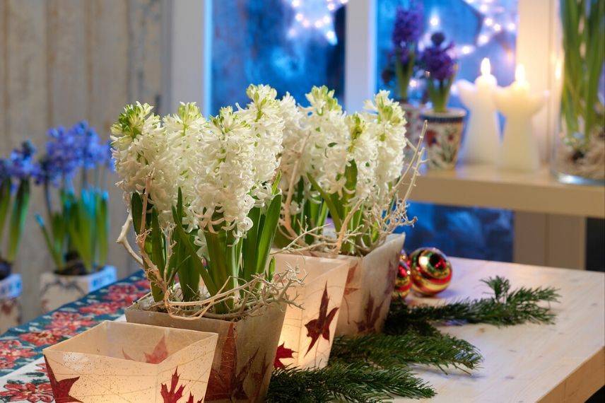 fleurir des jacinthes pour noel