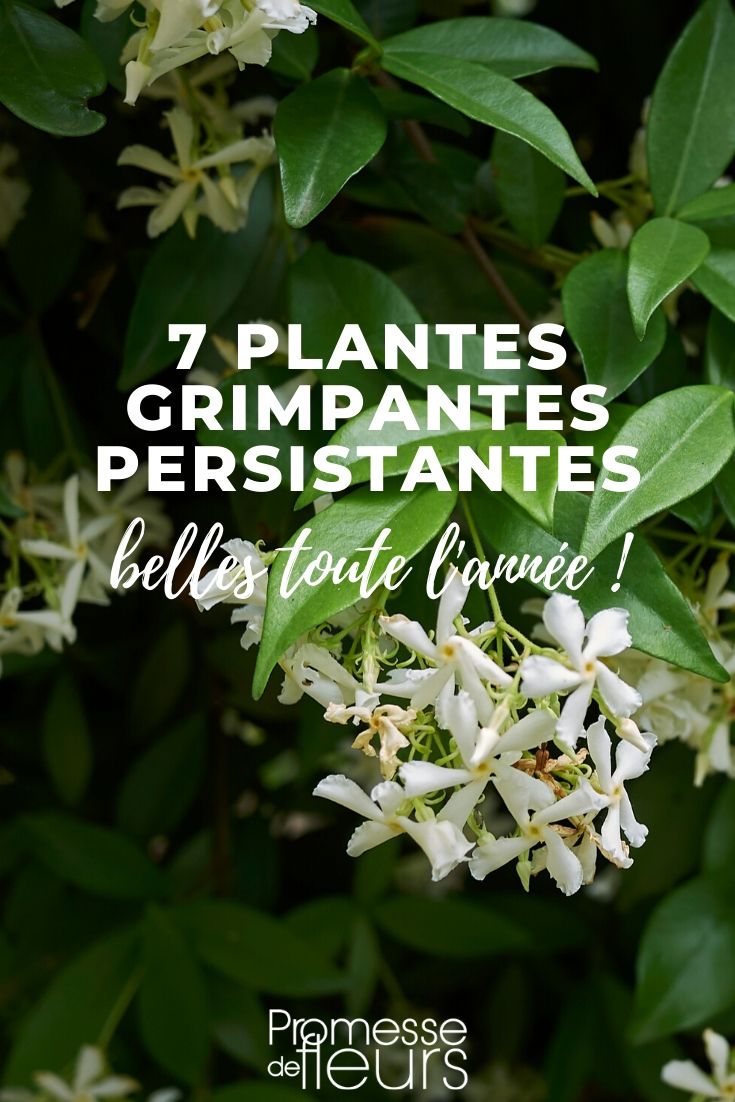 7 plantes grimpantes persistantes pour le jardin - Promesse de Fleurs