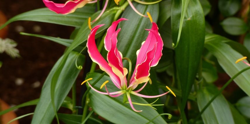 plantes grimpantes non rustiques