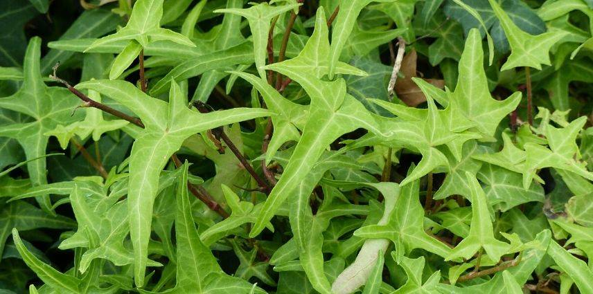 hedera sagittifolia