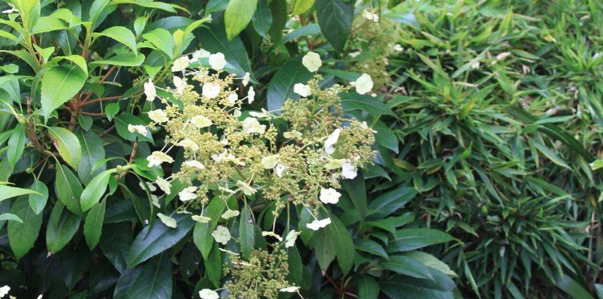 hortensia grimpant seemanii