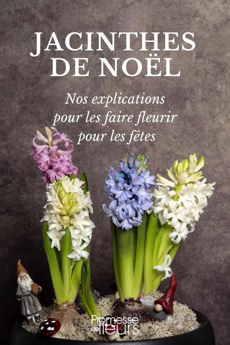 jacinthe de noel : forçage et entretien