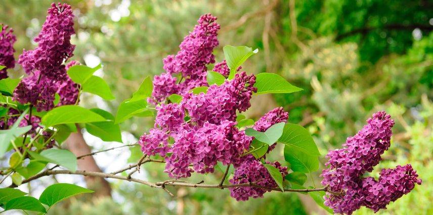 Fleurs de lilas lilas-comment tailler2