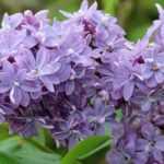 Lilas : comment bien le tailler ?