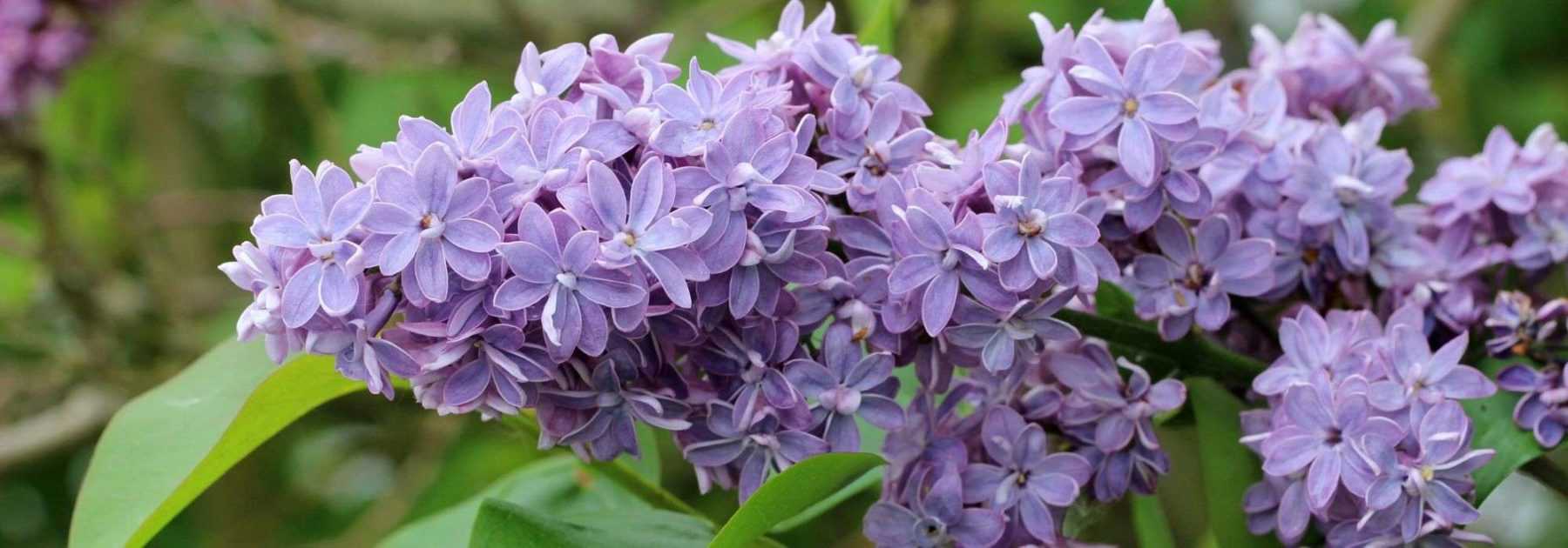 Lilas : comment bien le tailler ?