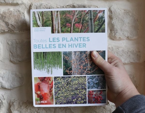 plantes belles en hiver