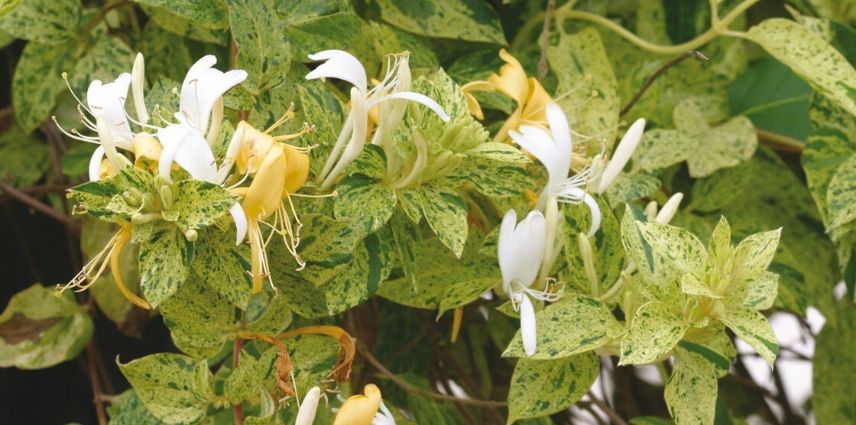 lonicera mint crisp