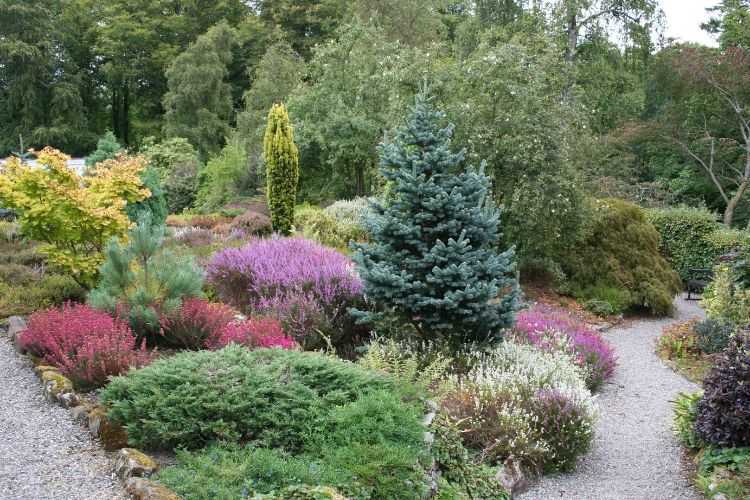 5 Raisons De Planter Des Conif res Au Jardin