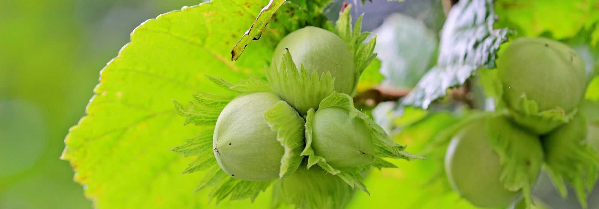 Récolter et conserver des noisettes - Jardinet - Équipez votre jardin au  meilleur prix