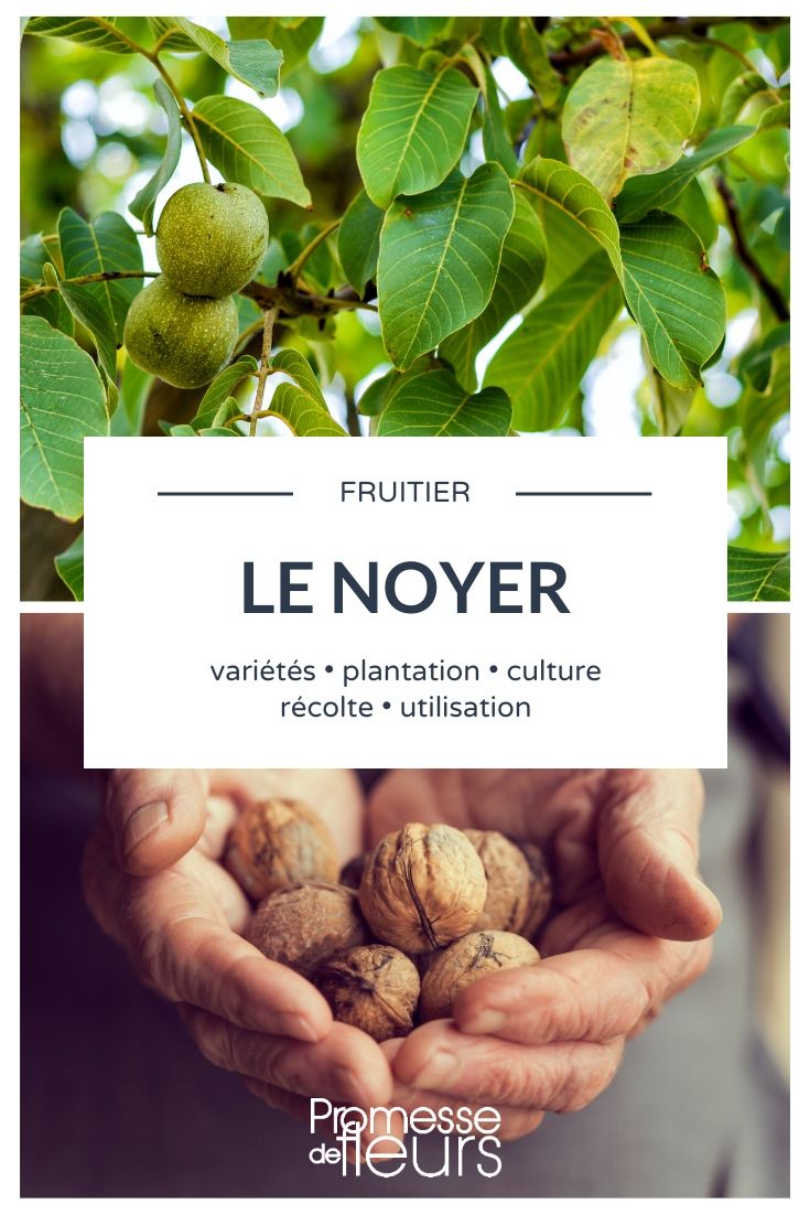 Noyer, juglans regia : tout savoir