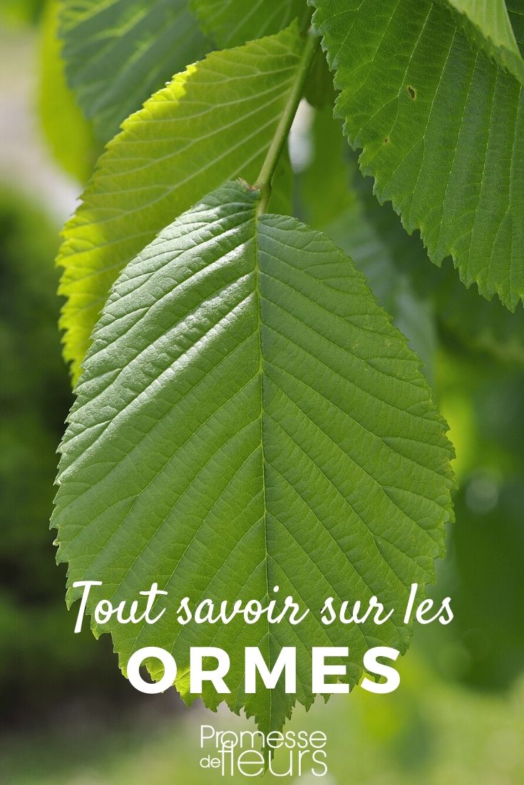 ulmus tout savoir