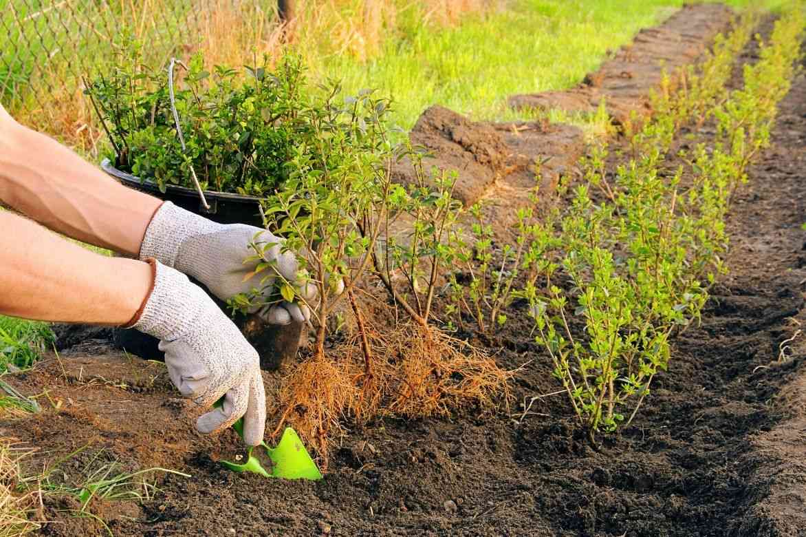 planter des buis