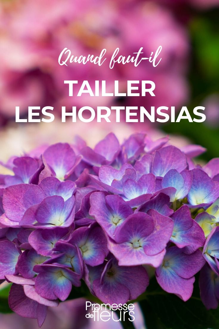 quand tailler hortensia Quand tailler l'hortensia