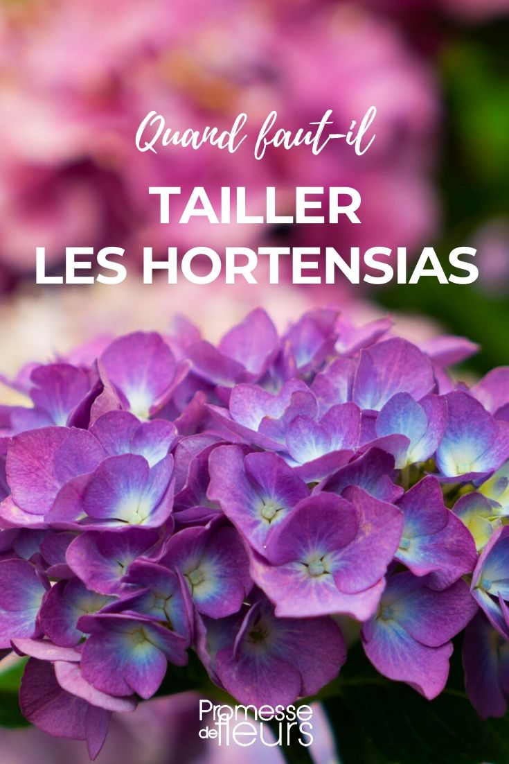 Quand tailler l'hortensia