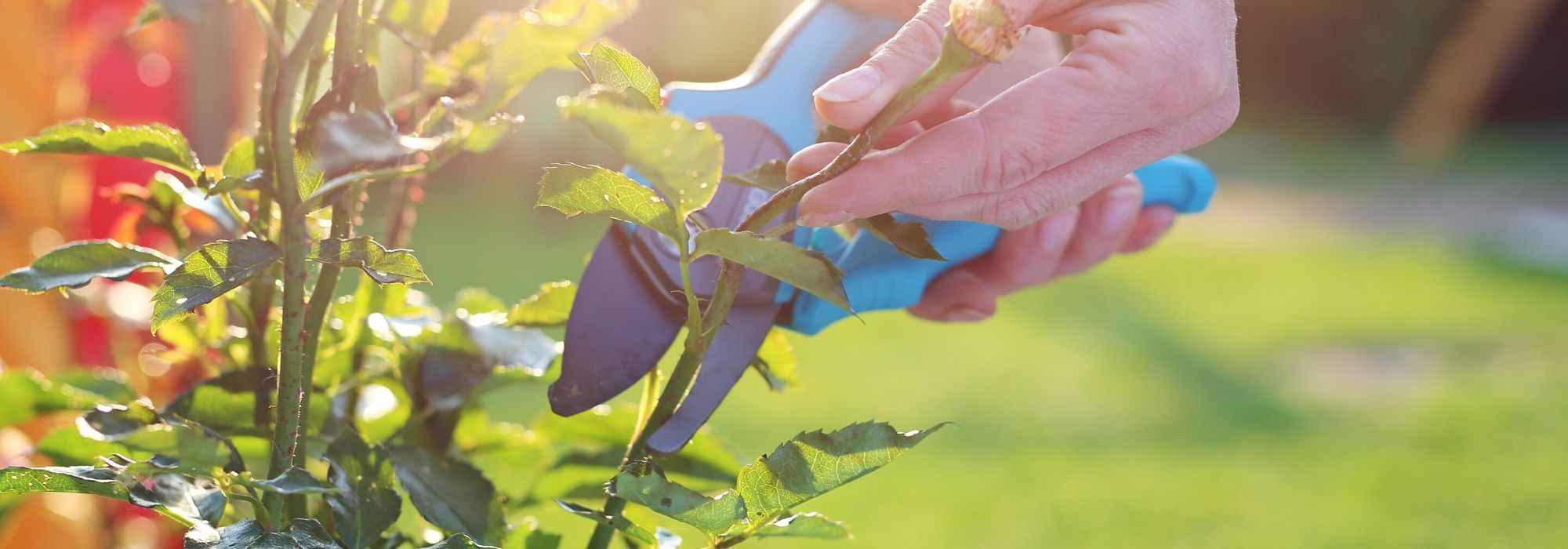 Quand tailler les rosiers ?