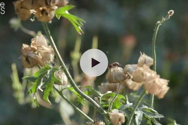 Récolter ses graines de fleurs