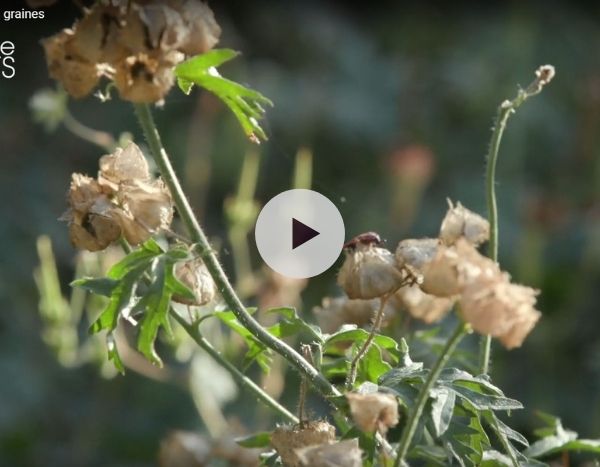 Récolter ses graines de fleurs