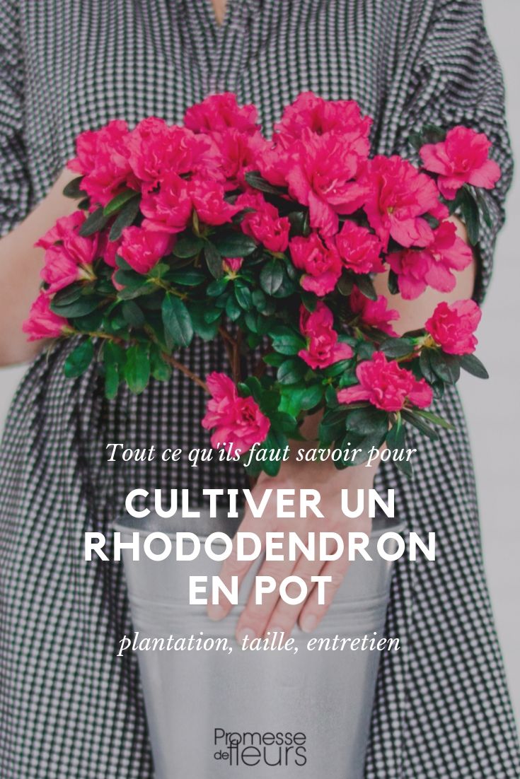 Rhododendron en pot : conseils de culture
