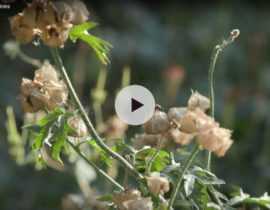 Récolter ses graines de fleurs