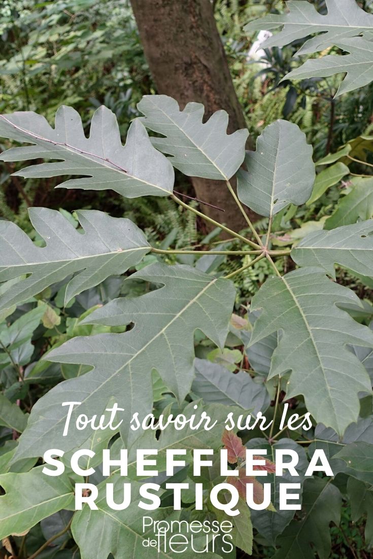 Schefflera rustique : planter et cultiver au jardin