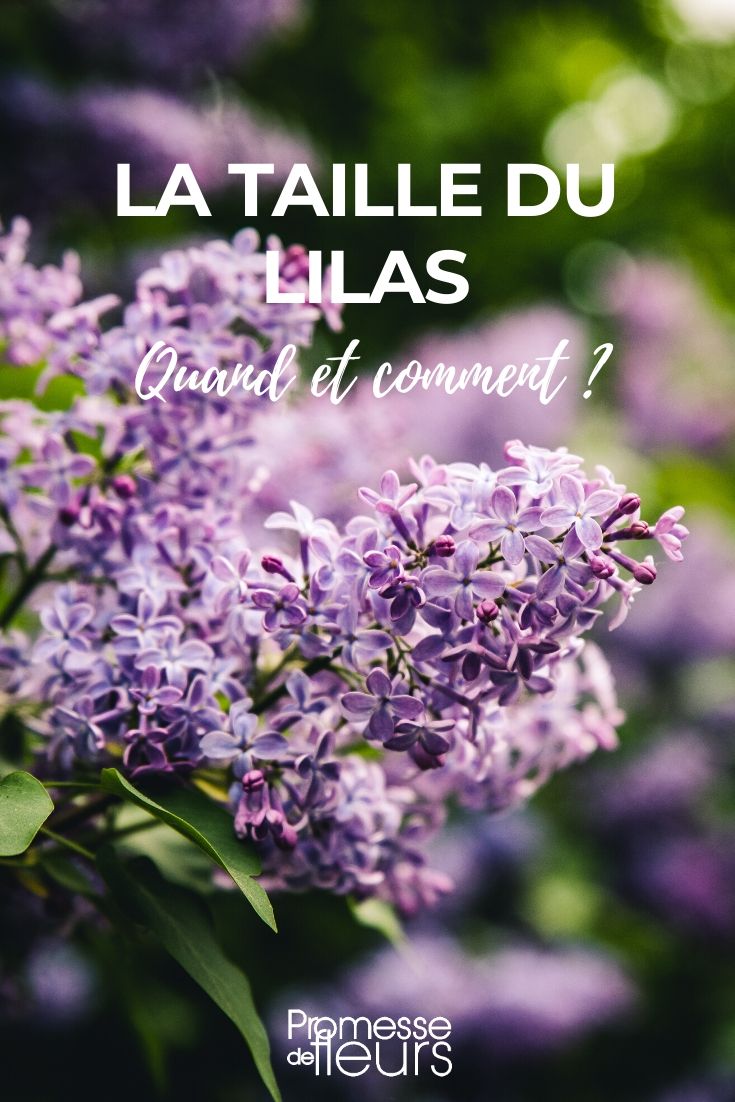 quand et comment tailler le lilas