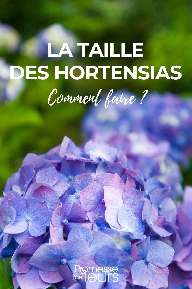 Tailler l'hortensia : comment faire