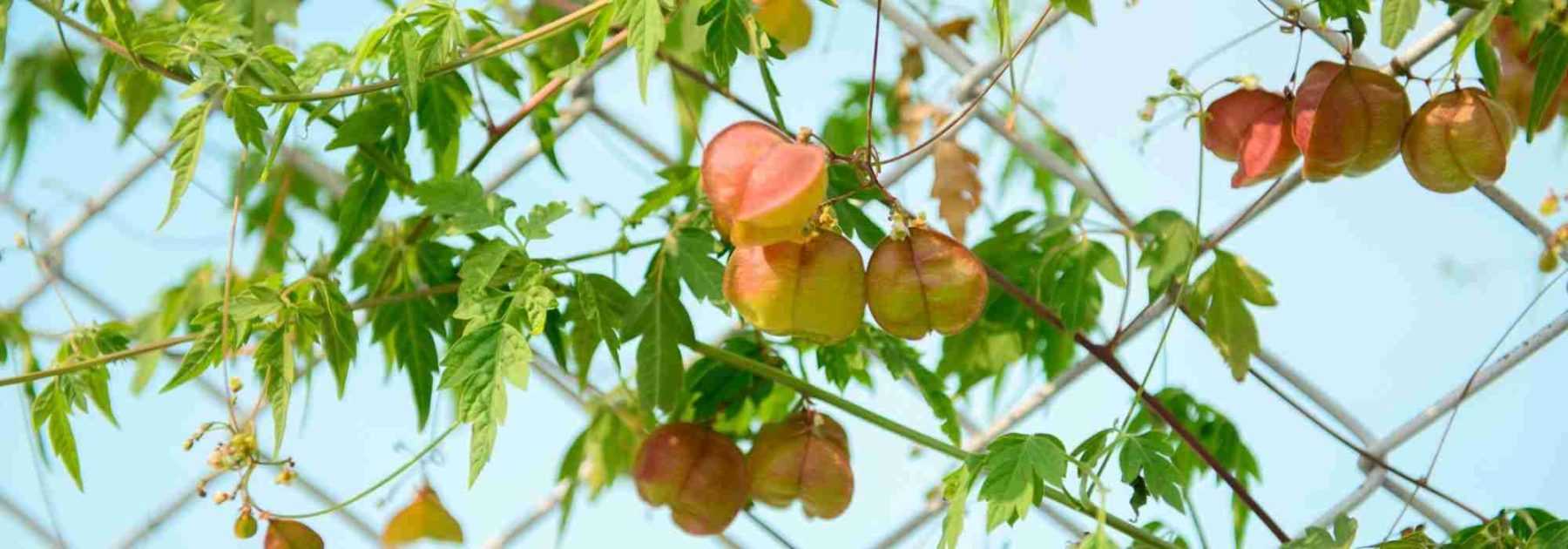 10 plantes grimpantes idéales pour habiller les clôtures