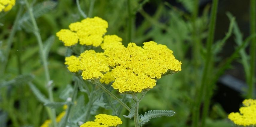 Fleurs jaunes : 10 plantes vivaces qu'il faut avoir dans son jardin