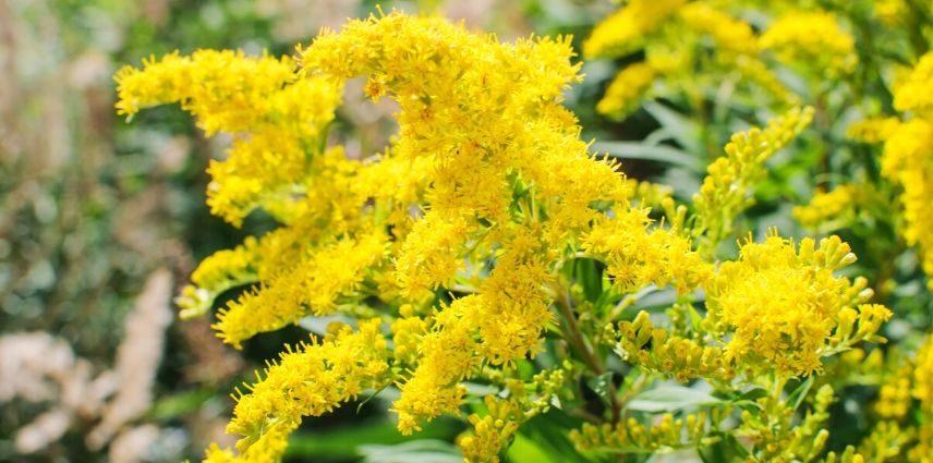 Fleurs jaunes : 10 plantes vivaces qu'il faut avoir dans son jardin