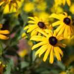 10 vivaces à fleurs jaunes à adopter au jardin
