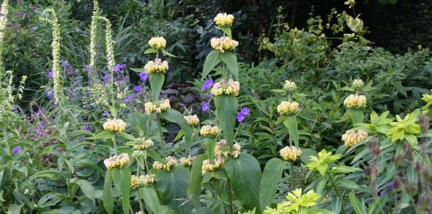 phlomis russeliana