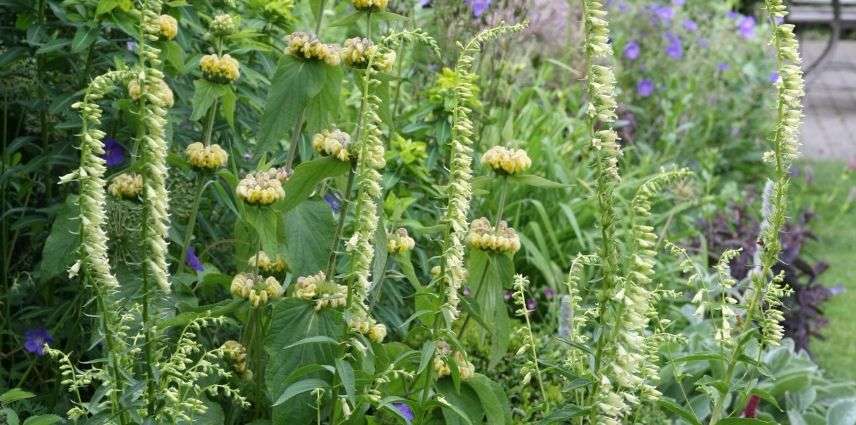 digitalis lutea