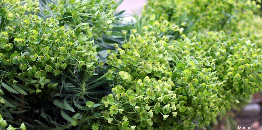 euphorbia characias