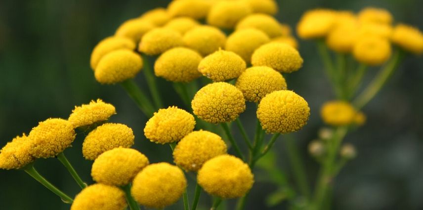 tanacetum