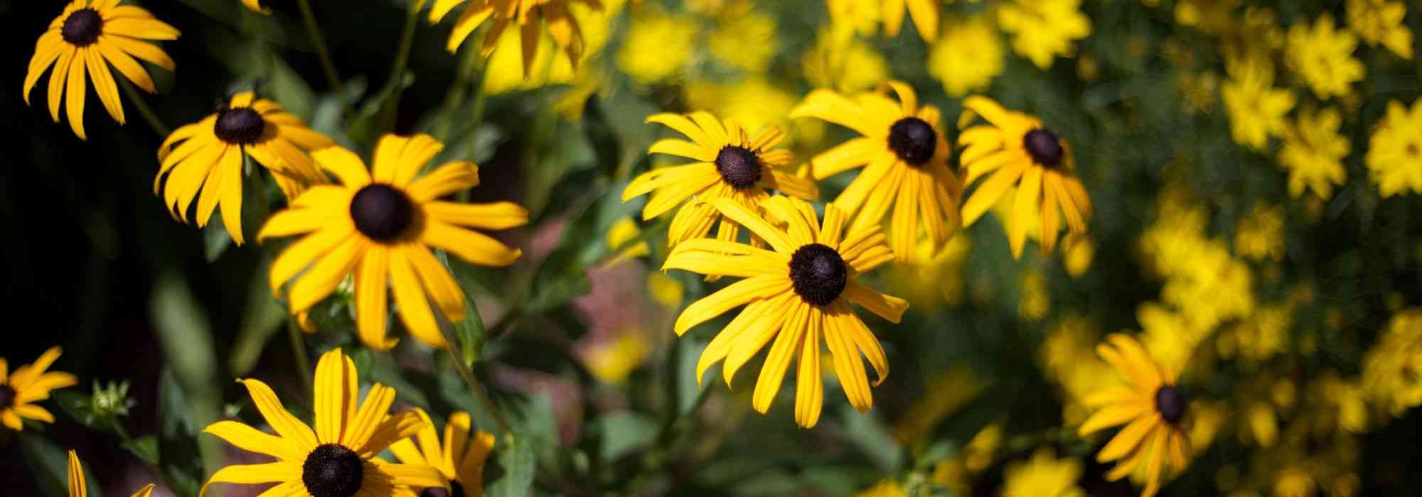10 vivaces à fleurs jaunes à adopter au jardin