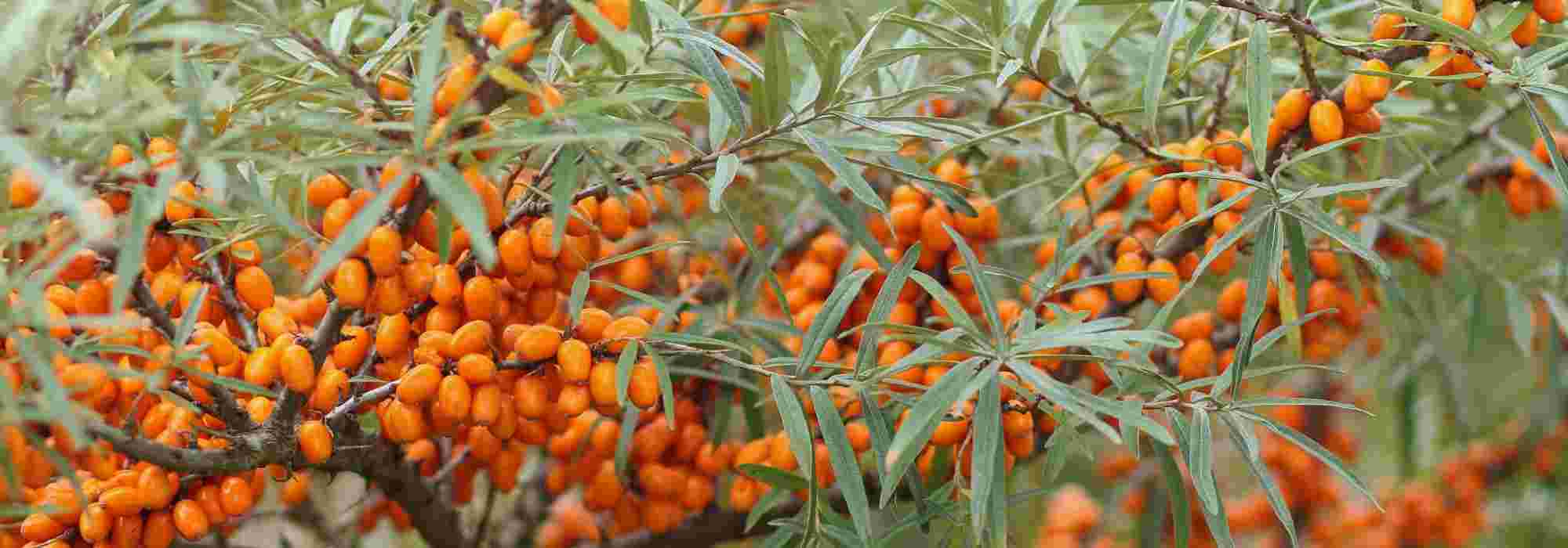 7 arbustes à feuillage gris argent qu'il faut avoir dans son jardin