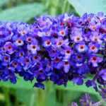 8 arbustes à fleurs bleues qu'il faut avoir dans son jardin