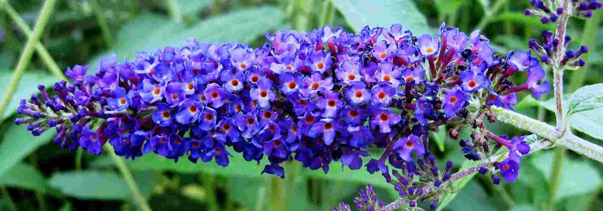 8 arbustes à fleurs bleues qu'il faut avoir dans son jardin