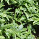 L’Asplenium : planter, cultiver et entretenir