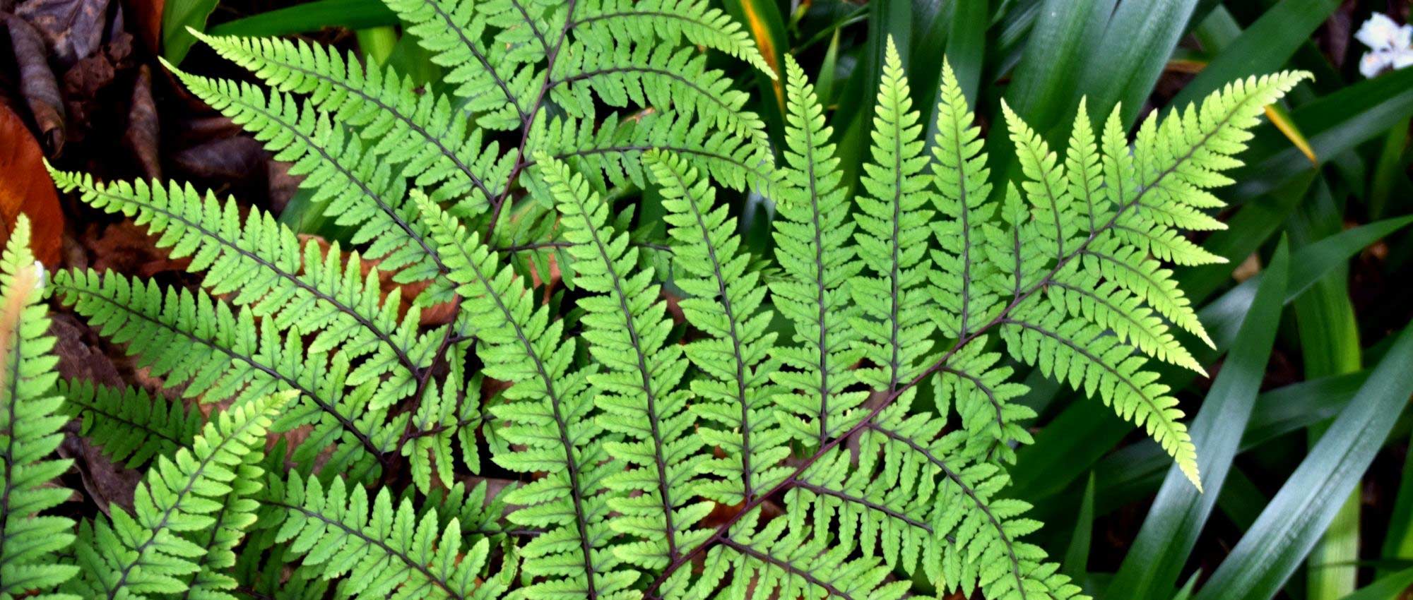 Athyrium filix-femina: fougère femelle. Fougères d'extérieur